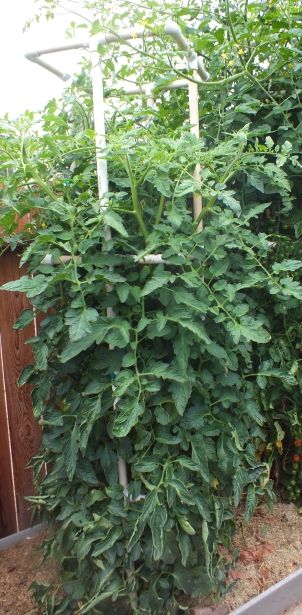 Momotaro photo Momotaro_zps9247e719.jpg